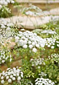 THE CHELSEA PHYSIC GARDEN  LONDON: AMMI MAJUS - BULLWORT  COMMON BISHOPS WEED  FALSE BISHOPS WEED  HERB WILLIAM