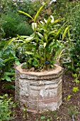 THE CHELSEA PHYSIC GARDEN  LONDON: CONTAINER PLANTED WITH ELETTARIA CARDAMOMUM