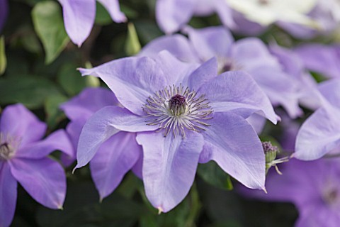 RAYMOND_EVISON_CLEMATIS_CLEMATIS_SHIMMER