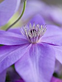 RAYMOND EVISON CLEMATIS: CLEMATIS SHIMMER