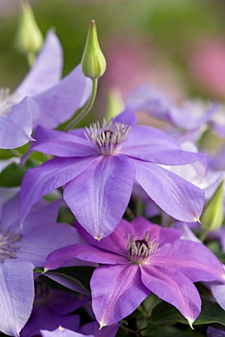 RAYMOND_EVISON_CLEMATIS_CLEMATIS_SHIMMER