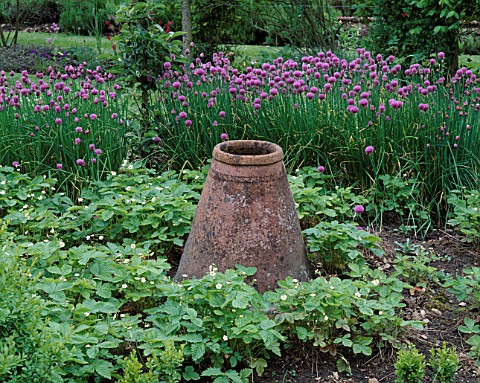 SALSIFY_POT_WITH_WILD_STRAWBERRIES_AND_FLOWERING_CHIVES_CERNEY_HOUSE_GARDEN__GLOUCESTERSHIRE