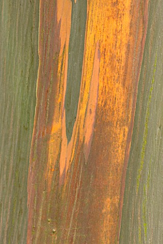 MARWOOD_HILL__DEVON_ABSTRACT_IMAGE_OF_THE_BARK_OF_EUCALYPTUS_NITENS