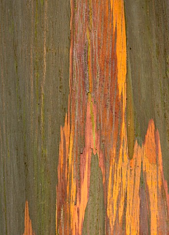 MARWOOD_HILL__DEVON_CLOSE_UP_ABSTRACT_IMAGE_OF_THE_BARK_OF_EUCALYPTUS_NITENS