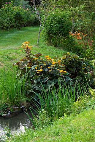 WOOLSTONE_MILL_HOUSE_OXFORDSHIRE_STREAM_WITH_LIGULARIA_BOG_PLANTING_PERENNIAL_YELLOW_FLOWER