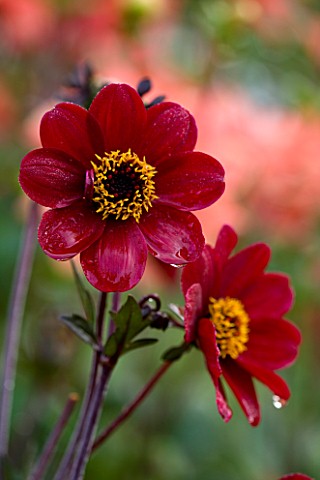 CHENIES_MANOR_BUCKINGHAMSHIRE_CLOSE_UP_PLANT_PORTRAIT_OF_DARK_RICH_RED_FLOWERS_OF_DAHLIA_BISHOP_OF_A