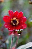 CHENIES MANOR, BUCKINGHAMSHIRE: CLOSE UP PLANT PORTRAIT OF DARK RICH RED FLOWER OF DAHLIA BISHOP OF AUCKLAND - AUTUMN, AUTUMNAL, LATE SUMMER, RAIN