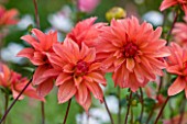 CHENIES MANOR, BUCKINGHAMSHIRE: CLOSE UP PLANT PORTRAIT OF ORANGE FLOWERS OF DAHLIA FINCHCOCKS - AUTUMN, AUTUMNAL, LATE SUMMER, RAIN