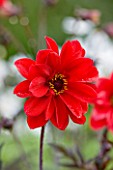 CHENIES MANOR, BUCKINGHAMSHIRE: CLOSE UP PLANT PORTRAIT OF RED FLOWER OF DAHLIA BISHOP OF YORK - AUTUMN, AUTUMNAL, LATE SUMMER, RAIN