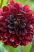 CHENIES MANOR, BUCKINGHAMSHIRE: CLOSE UP PLANT PORTRAIT OF DARK RED FLOWER OF DAHLIA KARMA CHOC - AUTUMN, AUTUMNAL, LATE SUMMER, RAIN