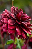 CHENIES MANOR, BUCKINGHAMSHIRE: CLOSE UP PLANT PORTRAIT OF DARK RED FLOWER OF DAHLIA KARMA CHOC - AUTUMN, AUTUMNAL, LATE SUMMER, RAIN