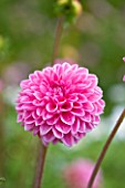 CHENIES MANOR, BUCKINGHAMSHIRE: CLOSE UP PLANT PORTRAIT OF PINK FLOWER OF DAHLIA BERLIN - AUTUMN, AUTUMNAL, LATE SUMMER, RAIN