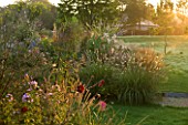 MARCHANTS HARDY PLANTS, EAST SUSSEX: LAWN AND BORDER WITH GRASSES AT SUNRISE. COUNTRY, GARDEN, ENGLISH, HERBACEOUS, GRASS, PERENNIALS