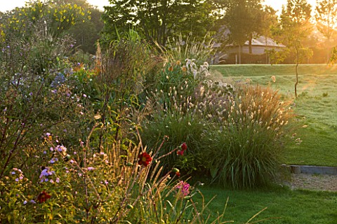 MARCHANTS_HARDY_PLANTS_EAST_SUSSEX_LAWN_AND_BORDER_WITH_GRASSES_AT_SUNRISE_COUNTRY_GARDEN_ENGLISH_HE