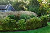 MARCHANTS HARDY PLANTS, EAST SUSSEX: HEDGE AND BORDER OF GRASSES. HEDGING, BOUNDARY, BOUNDARIES, ENGLISH, COUNTRY, GARDEN