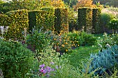 MARCHANTS HARDY PLANTS, EAST SUSSEX: CLIPPED BEECH TOPIARY BOUNDARY, HEDGE, HEDGING. COUNTRY, GARDEN, BORDER, NICOTIANA