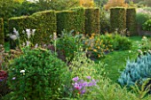MARCHANTS HARDY PLANTS, EAST SUSSEX: CLIPPED BEECH TOPIARY BOUNDARY, HEDGE, HEDGING. COUNTRY, GARDEN, BORDER, NICOTIANA