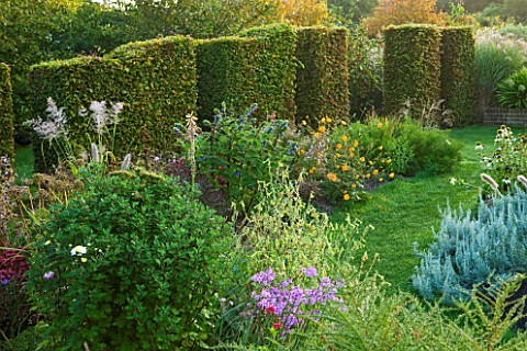 MARCHANTS_HARDY_PLANTS_EAST_SUSSEX_CLIPPED_BEECH_TOPIARY_BOUNDARY_HEDGE_HEDGING_COUNTRY_GARDEN_BORDE