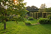 MARCHANTS HARDY PLANTS, EAST SUSSEX: TREE, LAWN AND CLIPPED BEECH TOPIARY BOUNDARY, HEDGE, HEDGING. COUNTRY, GARDEN