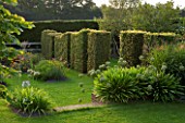 MARCHANTS HARDY PLANTS, EAST SUSSEX: CLIPPED BEECH TOPIARY BOUNDARY, HEDGE, HEDGING. COUNTRY, GARDEN, BORDER, AGAPANTHUS
