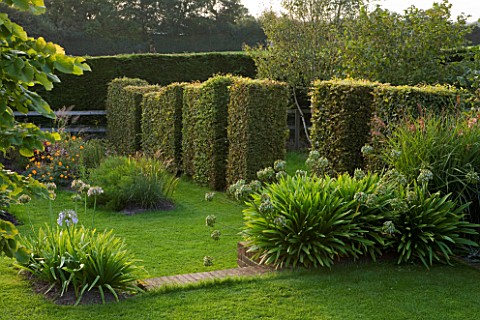 MARCHANTS_HARDY_PLANTS_EAST_SUSSEX_CLIPPED_BEECH_TOPIARY_BOUNDARY_HEDGE_HEDGING_COUNTRY_GARDEN_BORDE