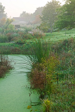 MARCHANTS_HARDY_PLANTS_EAST_SUSSEX_LAKE_AT_THE_END_OF_THE_GARDEN_WATER_POOL_NATURAL_POND_LAKE_MORNIN