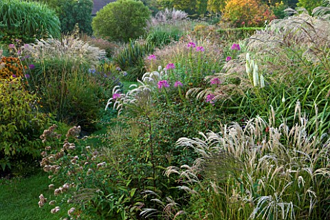 MARCHANTS_HARDY_PLANTS_EAST_SUSSEX_GRASS_PATH_WITH_HERBACEOUS_BORDER_OF_GRASSES_AND_PERENNIALS_COUNT