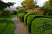MARCHANTS HARDY PLANTS, EAST SUSSEX: GRAVEL PATH BESIDE LAWN AND BOX HEDGE. HEDGING, BUXUS, CLIPPED, COUNTRY, GARDEN, ENGLISH, BOUNDARY, BOUNDARIES