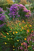 MARCHANTS HARDY PLANTS, EAST SUSSEX: BORDER WITH ASTERS, ECHINACEAS AND CROCOSMIA. COUNTRY, GARDEN, LATE SUMMER, AUTUMN, FLOWERS, FLOWERING, HERBACEOUS