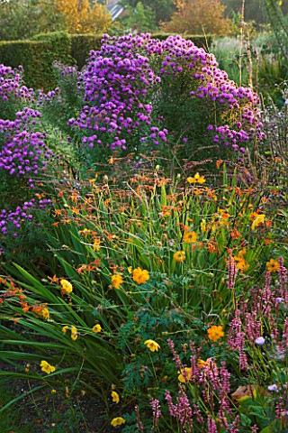 MARCHANTS_HARDY_PLANTS_EAST_SUSSEX_BORDER_WITH_ASTERS_ECHINACEAS_AND_CROCOSMIA_COUNTRY_GARDEN_LATE_S