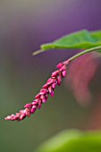 MARCHANTS HARDY PLANTS, EAST SUSSEX: CLOSE UP PLANT PORTRAIT OF THE PINK FLOWER OF PERSICARIA ORIENTALIS - PERENNIAL, BLOOM, BLOOMS, FLOWERING