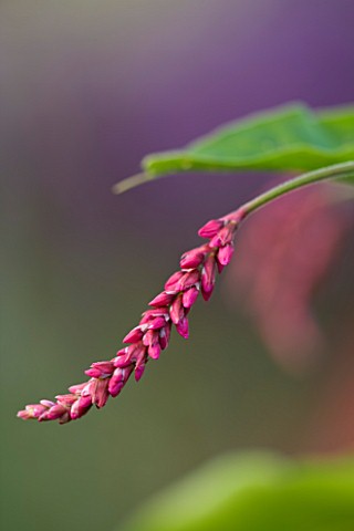 MARCHANTS_HARDY_PLANTS_EAST_SUSSEX_CLOSE_UP_PLANT_PORTRAIT_OF_THE_PINK_FLOWER_OF_PERSICARIA_ORIENTAL