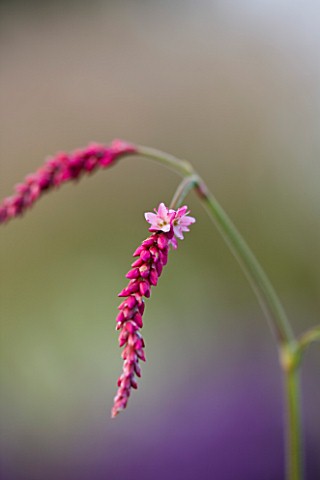 MARCHANTS_HARDY_PLANTS_EAST_SUSSEX_CLOSE_UP_PLANT_PORTRAIT_OF_THE_PINK_FLOWER_OF_PERSICARIA_ORIENTAL