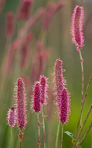 MARCHANTS_HARDY_PLANTS_EAST_SUSSEX