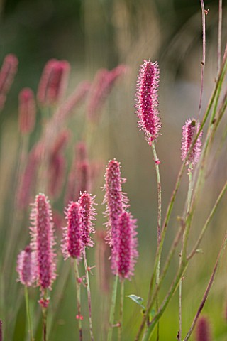 MARCHANTS_HARDY_PLANTS_EAST_SUSSEX