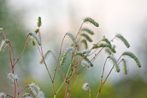 MARCHANTS_HARDY_PLANTS_EAST_SUSSEX_CLOSE_UP_PLANT_PORTRAIT_OF_THE_WHITE_FLOWERS_OF_SANGUISORBA_TENUI