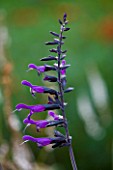 MARCHANTS HARDY PLANTS, EAST SUSSEX: CLOSE UP PLANT PORTRAIT OF THE PURPLE FLOWER OF SALVIA AMISTAD. PERENNIAL, BLOOM, BLOOMS, FLOWERING, DEEP, DARK, BLACK
