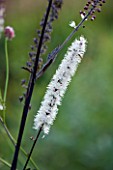 MARCHANTS HARDY PLANTS, EAST SUSSEX: CLOSE UP PLANT PORTRAIT OF THE WHITE FLOWER OF ACTAEA SIMPLEX ATROPURPUREA GROUP JAMES COMPTON. PERENNIAL, BLOOM, BLOOMS, FLOWERING