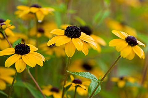 MARCHANTS_HARDY_PLANTS_EAST_SUSSEX_CLOSE_UP_PLANT_PORTRAIT_OF_THE_YELLOW_FLOWERS_OF_RUDBECKIA_SUBTOM