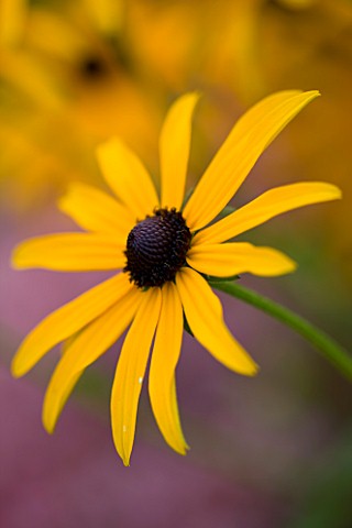 MARCHANTS_HARDY_PLANTS_EAST_SUSSEX_CLOSE_UP_PLANT_PORTRAIT_OF_THE_YELLOW_FLOWERS_OF_RUDBECKIA_FULGID