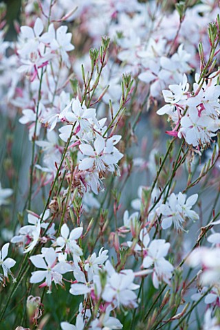 MARCHANTS_HARDY_PLANTS_EAST_SUSSEX_CLOSE_UP_PLANT_PORTRAIT_OF_THE_WHITE_AND_PINK_FLOWERS_OF_GAURA_LI