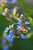MARCHANTS HARDY PLANTS, EAST SUSSEX: CLOSE UP PLANT PORTRAIT OF THE BLUE FLOWER OF SALVIA ULIGINOSA. SAGE, SAGES, PERENNIAL, PERENNIALS, PALE