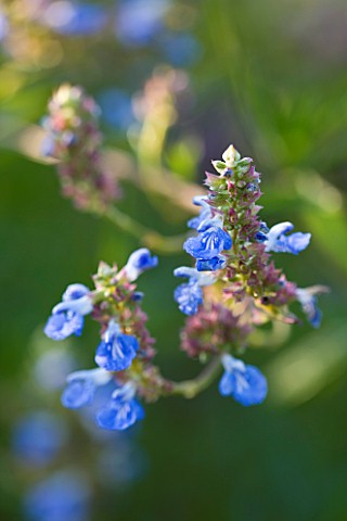 MARCHANTS_HARDY_PLANTS_EAST_SUSSEX_CLOSE_UP_PLANT_PORTRAIT_OF_THE_BLUE_FLOWER_OF_SALVIA_ULIGINOSA_SA