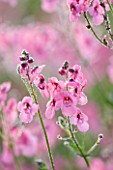 MARCHANTS HARDY PLANTS, EAST SUSSEX: CLOSE UP PLANT PORTRAIT OF THE PINK FLOWER OF DIASCIA PERSONATA HOPLEYS. BLOOM, BLOOMS, PALE, PERENNIAL, FLOWERING