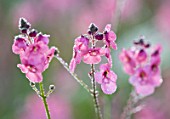 MARCHANTS HARDY PLANTS, EAST SUSSEX: CLOSE UP PLANT PORTRAIT OF THE PINK FLOWER OF DIASCIA PERSONATA HOPLEYS. BLOOM, BLOOMS, PALE, PERENNIAL, FLOWERING