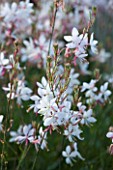 MARCHANTS HARDY PLANTS, EAST SUSSEX: CLOSE UP PLANT PORTRAIT OF THE WHITE AND PINK FLOWERS OF GAURA LINDHEIMERI. PERENNIAL, BLOOM, BLOOMS, FLOWERING