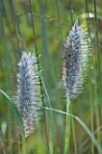 MARCHANTS HARDY PLANTS, EAST SUSSEX: CLOSE UP PLANT PORTRAIT OF THE SILVER FLOWER OF PENNISETUM ORIENTALE SHOGUN. SEEDHEAD, FLUFFY, FEATHERY, ORNAMENTAL FLOWERING, GRASS, GRASSES