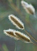 MARCHANTS HARDY PLANTS, EAST SUSSEX: CLOSE UP PLANT PORTRAIT OF THE SILVER FLOWER OF PENNISETUM THUNBERGII RED BUTTONS. SEEDHEAD, FEATHERY, ORNAMENTAL FLOWERING, GRASS, GRASSES