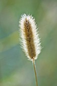 MARCHANTS HARDY PLANTS, EAST SUSSEX: CLOSE UP PLANT PORTRAIT OF THE SILVER FLOWER OF PENNISETUM THUNBERGII RED BUTTONS. SEEDHEAD, FEATHERY, ORNAMENTAL FLOWERING, GRASS, GRASSES