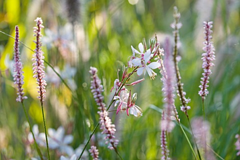 MARCHANTS_HARDY_PLANTS_EAST_SUSSEX_PLANT_COMBINATION_ASSOCIATION_WHITE_AND_PINK_FLOWERS_OF_GAURA_LIN